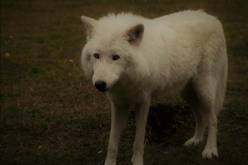 white dog white wolf on grass canine